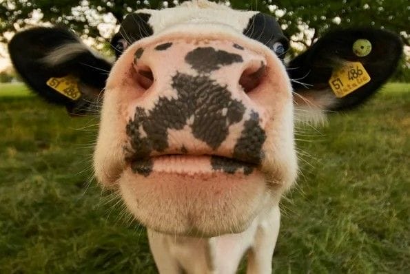 Why biogas is generating attention | finnCap Energy Insights