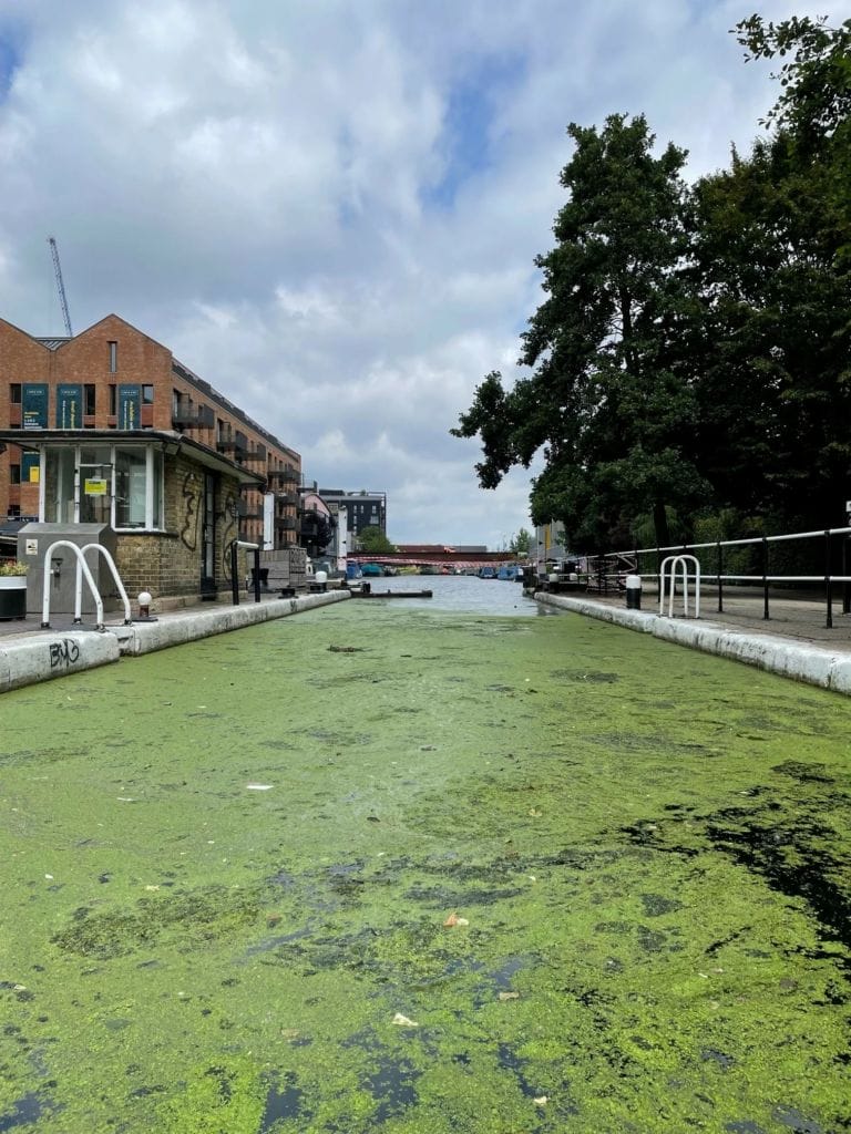 ifm11pxh - Cavendish